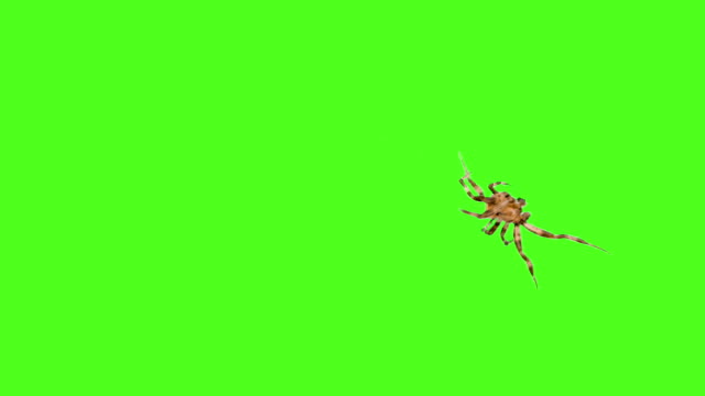 Spider-runs-on-the-screen-on-a-green-background-Logo-screensaver.-One-click-selection-and-overlay-in-the-video-editor