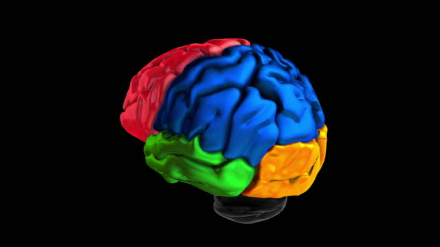 3D-Animation-der-verschiedenen-farbigen-Teile-des-Gehirns
