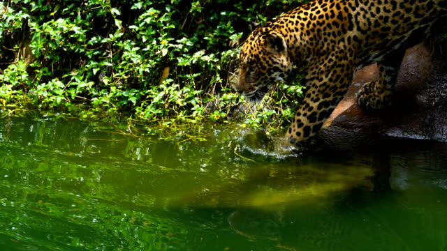 Jaguar-jugando-y-nadando-en-el-estanque