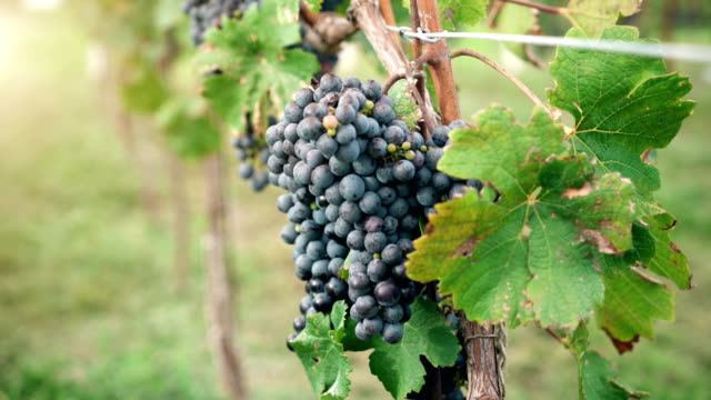 Viñedo-rojo-vino-de-uvas-en-la-vid-de-la-bodega