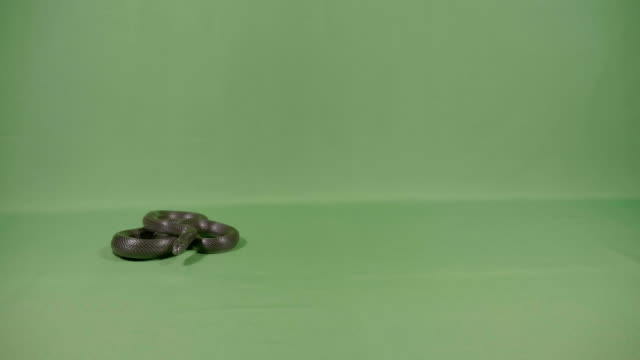 Black-snake-curled-up-sniffing-and-moving-his-tongue-on-green-screen