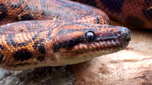 Serpiente-roja,-reptil-veneno,-extremadamente-cerca-a-4k-video