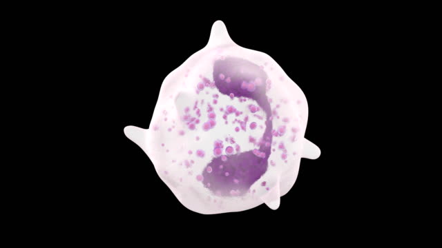 Animación-3D-de-glóbulos-blancos-eosinófilos
