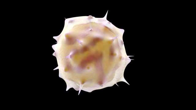 3D-Animation-von-weißen-Blutkörperchen-Lymphozyten