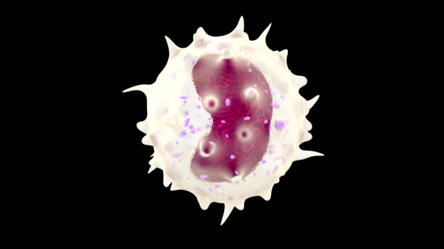 3D-Animation-der-weißen-Blutkörperchen-monocyte