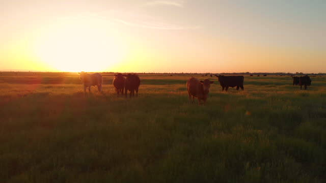 AERIAL:-Flying-close-to-cattle-grazing-in-the-vast-green-pasture-at-sunrise.