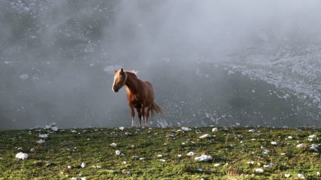 Majestic-wild-brown-horse-standing-alone-on-mountain-with-wind,-clouds-and-fog-moving-on-the-background.-Abruzzo-Italy.