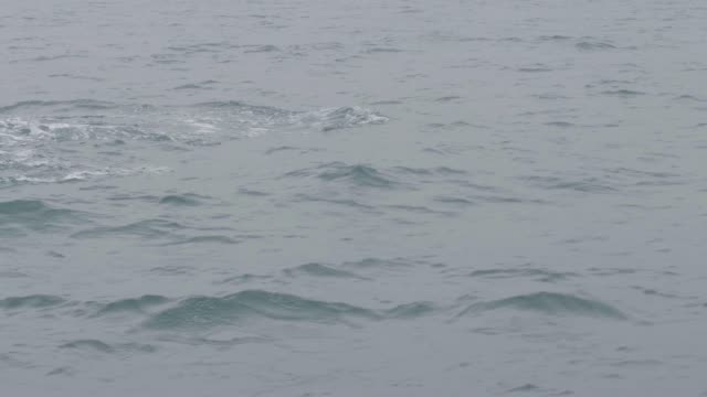 Orcas-nadando-y-buceando-en-agua-de-mar-en-paisaje-de-montaña-y-el-acantilado