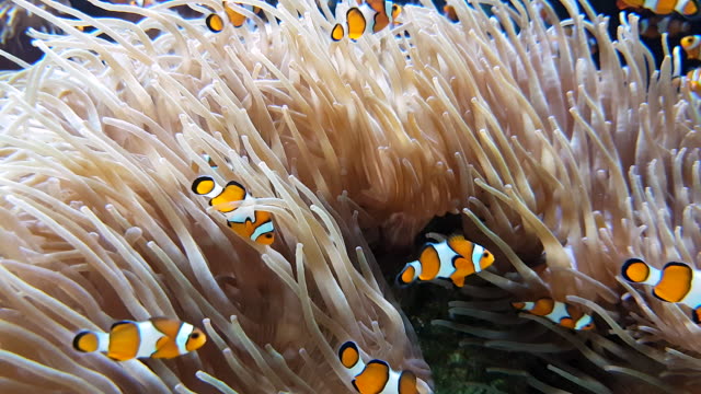 Viele-Clownfisch-und-Seeanemone-Partnerschaft