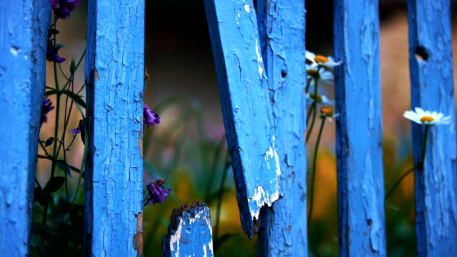 A-través-de-una-valla-de-madera-azul-roto-y-muchas-flores,-la-puerta-de-hierro