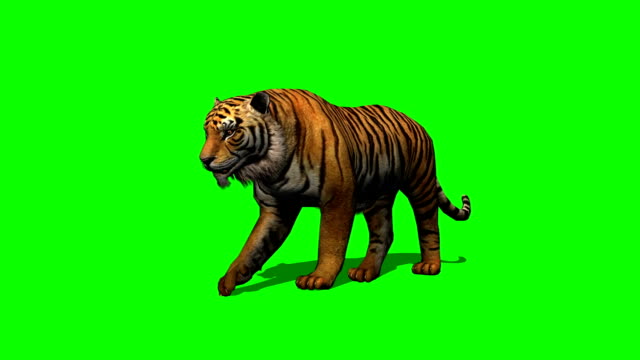 tiger-walks-on-green-screen