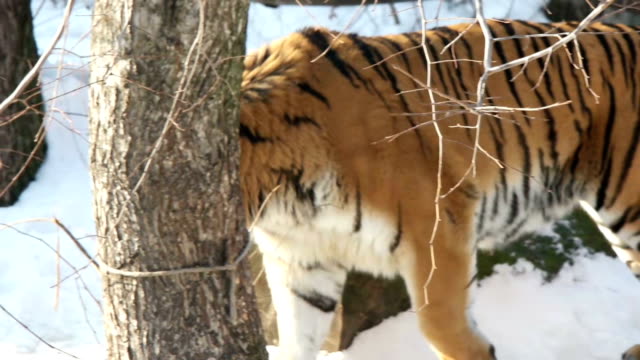 Tiger-zu-Fuß-auf-Schnee