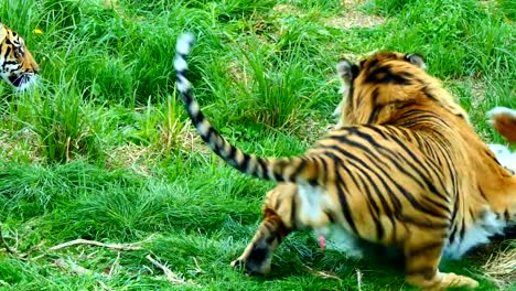 Male-tiger-playing-with-his-two-cubs