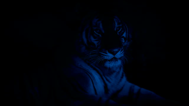 Tigre-descansando-en-la-cueva-en-la-noche