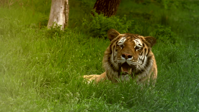 Nahaufnahme-eines-sibirischen-Tigers