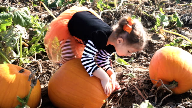 Toddler-girl-in-cute-Halloween-dress-looking-for-perfect-pumpkin-at-the-pumpkin-patch.