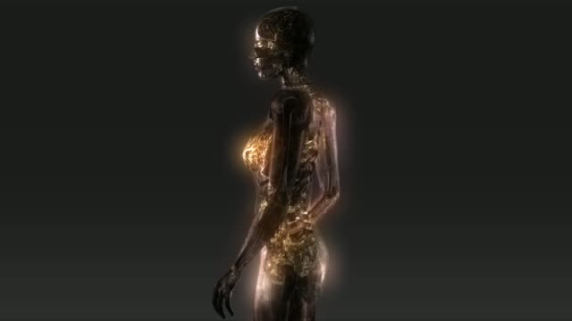 Menschliche-Anatomie-Animation