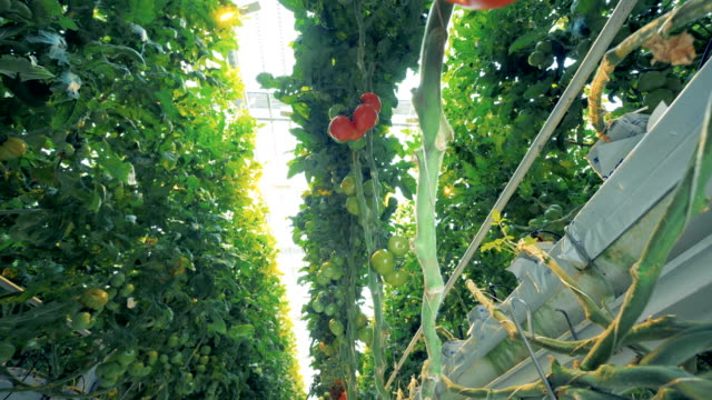 Schneller-Schuss-ändern-von-Büschen-von-grünen-Tomaten-zu-einem-Cluster-von-roten