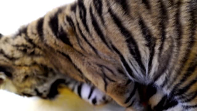 cute Tiger cub, baby tiger 27884669 Stock Photo at Vecteezy