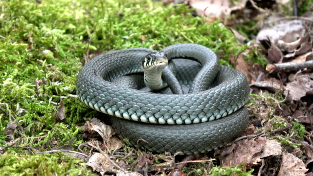 Ringed-grass-snake-Natrix--on-moss-in-spring
