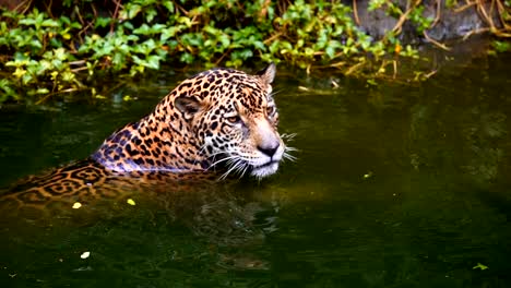 Zeitlupen-Jaguar-spielen-und-Schwimmen-im-Teich