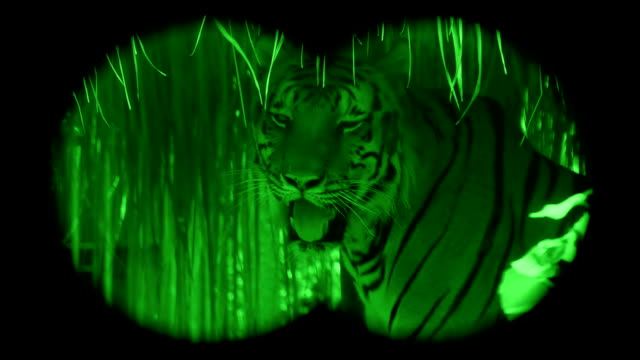 Silvestres-en-peligro-de-extinción-tigre-grande
