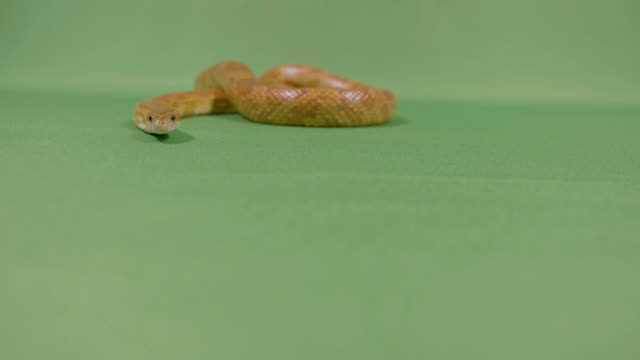 Snake-viper-slithering-against-green-screen-moving-his-forked-tongue-looking-dangerous