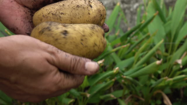 Harvesting-potato-in-the-field