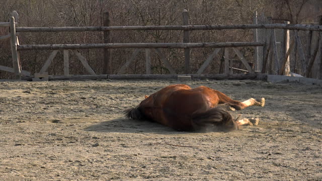 Beautiful-brown-horse-lying-and-rolling-in-dust