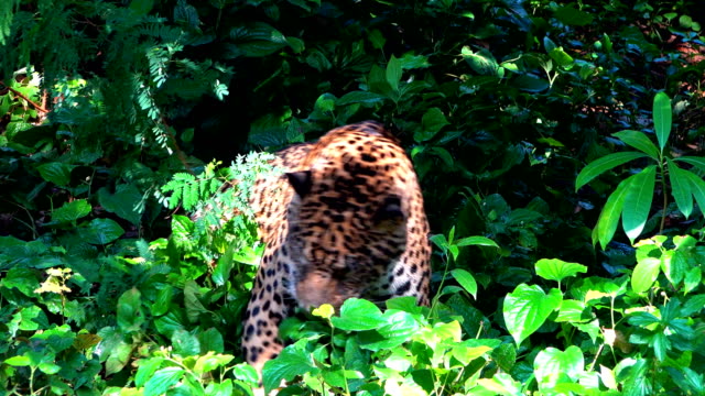 Leopard-walking-in-forest