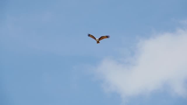 Bird-of-prey-in-flight,low-angle-view.