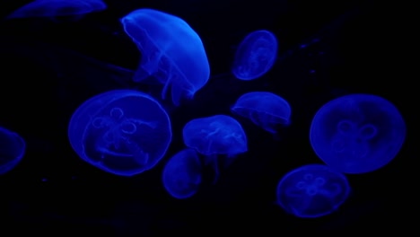 jelly-fish-illuminated