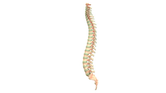 Human-Skeleton-System-Vertebral-Column-Anatomy