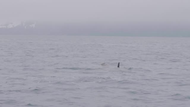 Pareja-salvaje-orcas-natación-y-buceo-en-mar-en-paisaje-de-montaña-nevado