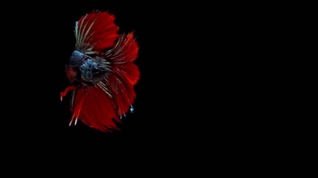 Super-slow-motion-of-red-Siamese-fighting-fish-(Betta-splendens),-well-known-name-is-Plakat-Thai