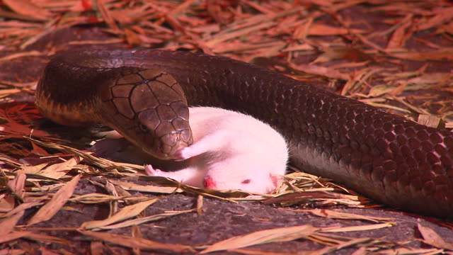 Snakes---King-Cobra-Feeding