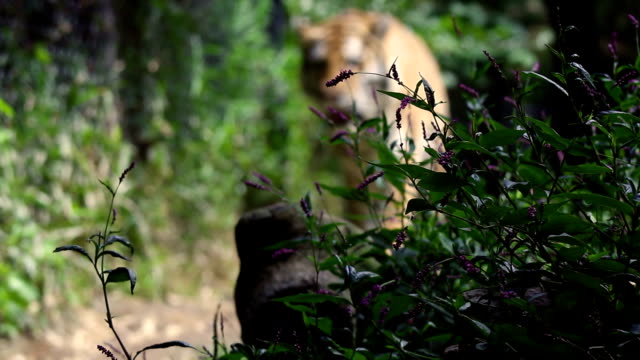 Defocused-Bengal-Tiger-walks-towards-camera-in-jungle