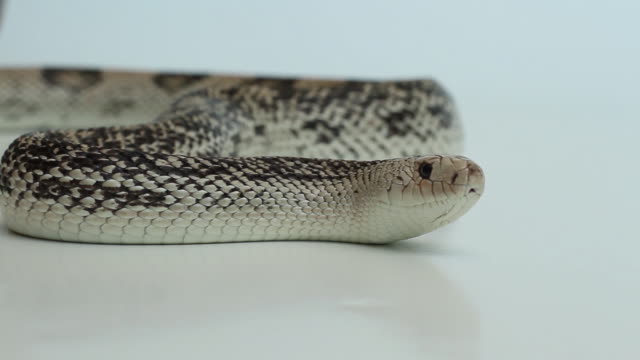 Northern-pine-snake-on-white-background