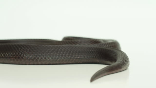 Pino-serpiente-deslizándose