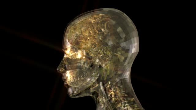 Kopf-Anatomie-Animation