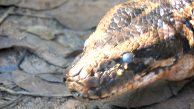 Close-up-head-boa-snake-moving-and-put-on-tongue-is-dangerous-snake