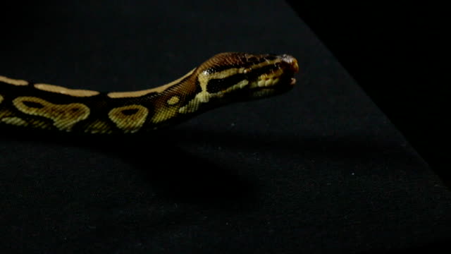 Gähnende-Schlange---königliche-python