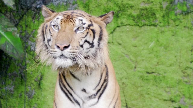close-up.-Bengal-tigers-in-natural-waterfalls.-4K-Resolution