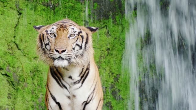 close-up.-Bengal-tigers-in-natural-waterfalls.-4K-Resolution