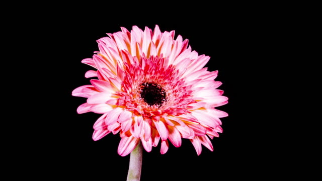 Zeitraffer---Blume-Gänseblümchen-blühen---4K