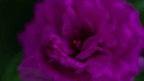 Time-lapse-of-portulaca-blooming