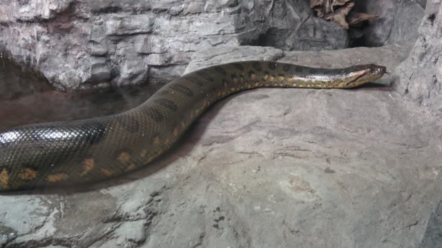 Anaconda-verde-(Eunectes-murinus).-Gran-anaconda.