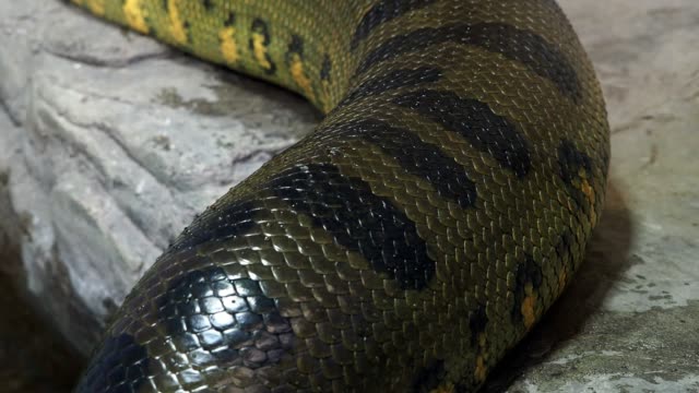 Green-anaconda-(Eunectes-murinus).-Big-snake.-4k-resolution