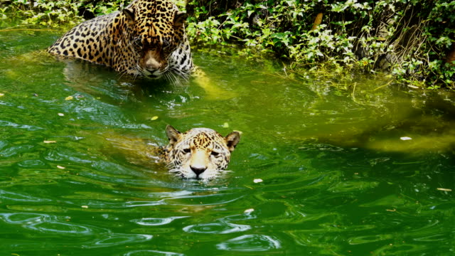 Zwei-Jaguar-spielen-und-Schwimmen-im-Teich