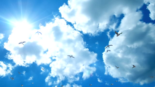 Enten-gegen-schönen-blauen-Himmel-fliegen,-Schwenken